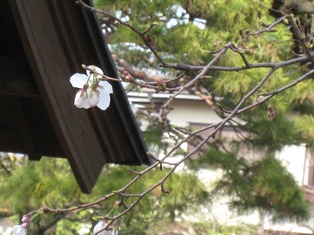 イルカ的・花粉の季節～超多忙日記！その２　夫のカメ吉くん七回忌のご報告。