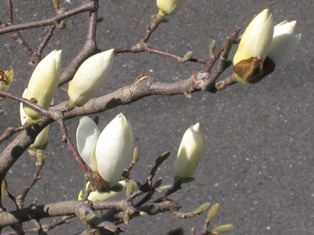 「いのち水　分け合って咲かす　人の花」